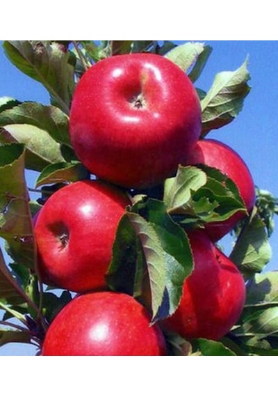 Elma Amasya 150-200 Cm Tüplü