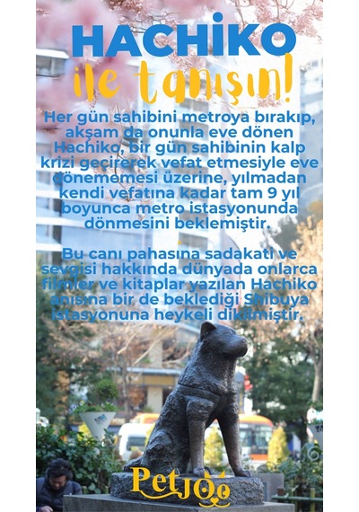 Petjoo 19.Hachiko Sarı-Mavi Qr'lı Köpek Künyesi