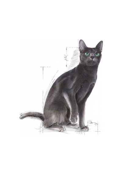 Royal Canin Sterilised37 Kısırlaştırılmış Yetişkin Kedi Maması 2 x 4 KG