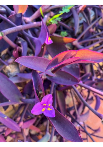 Videolu Telgraf Çiçeği Kara Sevda 20 40 Cm 1adet Saksılı Çiçekli Iç Dış Mekan Bitkisi Tradescantia