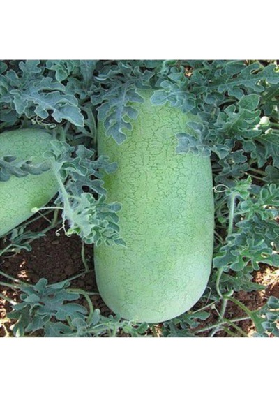 Çarliston Gray Karpuz Tohumu 3 Tohum