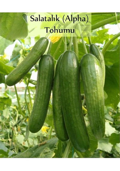 6'li No7 Çeri Domates Salatalık Tohumu Frenk Maydanoz Tohumu 1 Kg Kıska Soğan Tohumu Iska