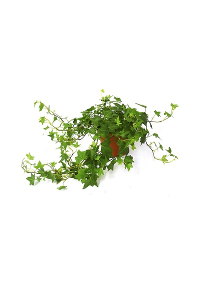 Mini Hedera Salon Sarmaşığı- Hedera Helix Green Askılı Saksıda 2 Adet