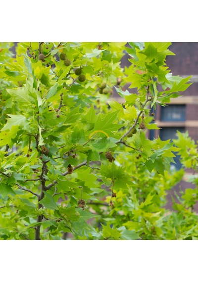 Londra Çınarı Fidanı Platanus Acerifolia