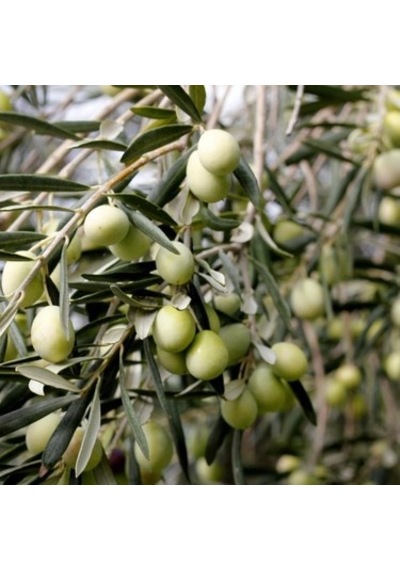 Tüplü 4 Yaş Gemlik Zeytin Fidanı 2 Adet
