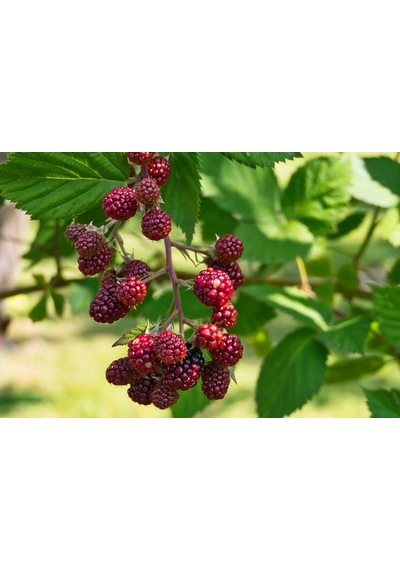 Yediveren Böğürtlen Fidanı Rubus Fruticosus Tüplü