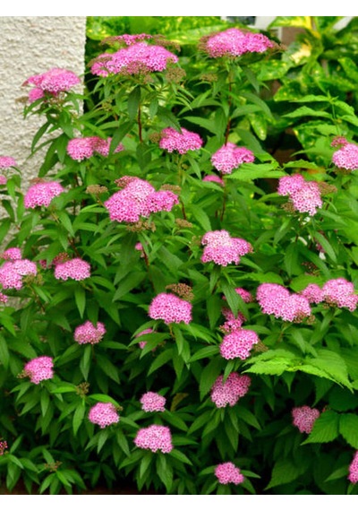 Videolu Ispirya Çiçeği 40 60 Cm 3 Adet Saksılı Çiçekli Bodru Bitki Spiraea Vanhouttei