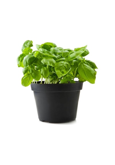 Aromatik Kokulu Mutfak Seti Adaçayı+reyhan+nane+ıtır Fidesi 4 Adet