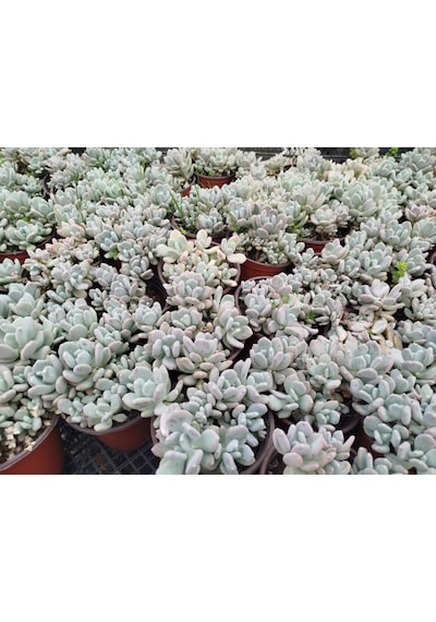 Pachyphytum Oviferum - Büyük Boy Yetişkin Sukulent
