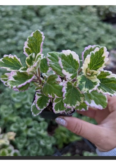 Mini Özel Tür Kokulu Benjamin Çiçeği Fidanı Saksılı 1 Adet 10-20cm