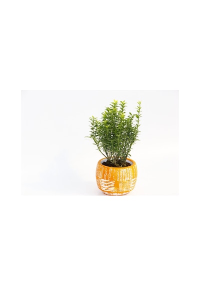 Bonsai Euonymus Microphyllus Arkaik Saksıda - Turuncu
