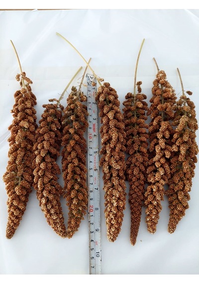 Premium Kalite Tilki Kuyruğu Kızıl Dal Darı 1 KG