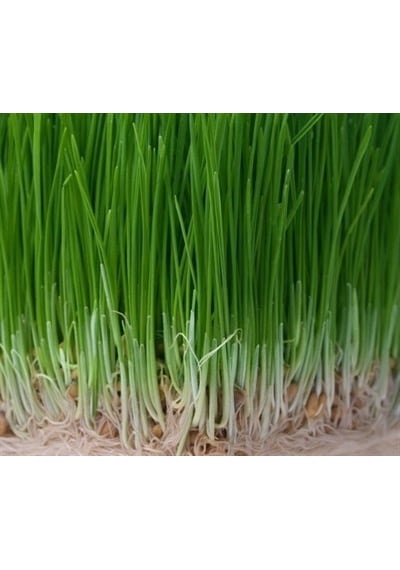Green King Çim Tohumu 7' li Karışım İthal 10 KG