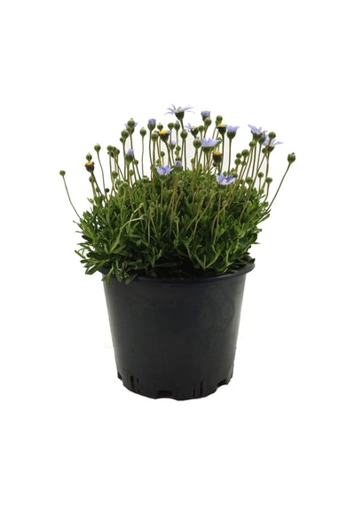 Videolu Mavi Çalı Papatyası 1 Adet Saksılı/ Tüplü 20-45 Cm Felicia Blue Daisy Bush