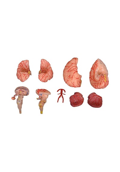 Arterli Beyin Maketi 9 Parçalı Arterli Beyin Maketi 9 Parçalı