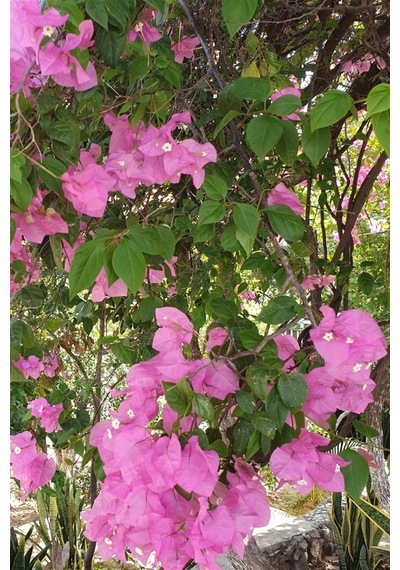 Begonvil Pembe 100 Cm