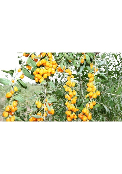 Sarı Goji Berry Fidanı 10 Adet