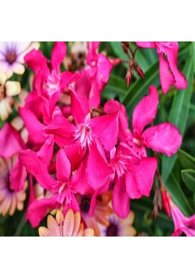 Pembe Çiçek Açan Zakkum Fidanı 40-60 Cm