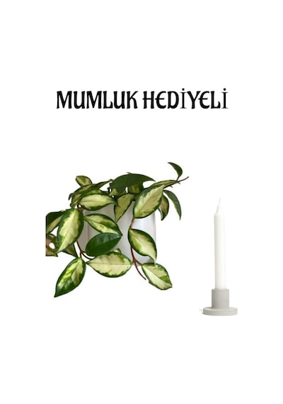 Sevgilier Gününe Özel Pembe Renk Hoya- Mum Çiçeği Mumluk Hediyeli Bitki