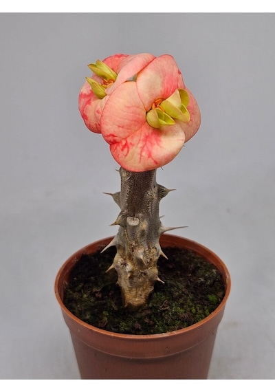 Taylanda Mili - Dikenler Tacı Iri Ebrulî Çiçek Açan Bitki Boyu 5-7 Cm'dir 5.5cm Saksılı-9088096634096