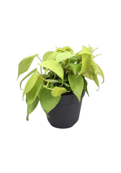 Philodendron Micans lime 2841