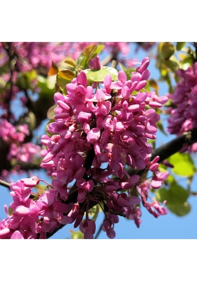 Tüplü Kokulu Erguvan Ağacı cercis Siliquastrum Fidanı