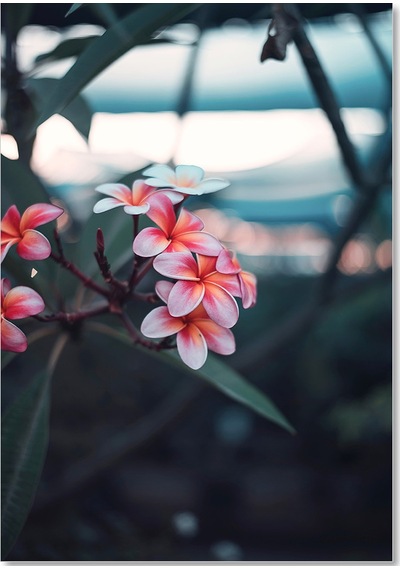 Cakasepetim Pembe Plumeria Çiçekleri Flu Arkaplan Ahşap Mdf Tablo