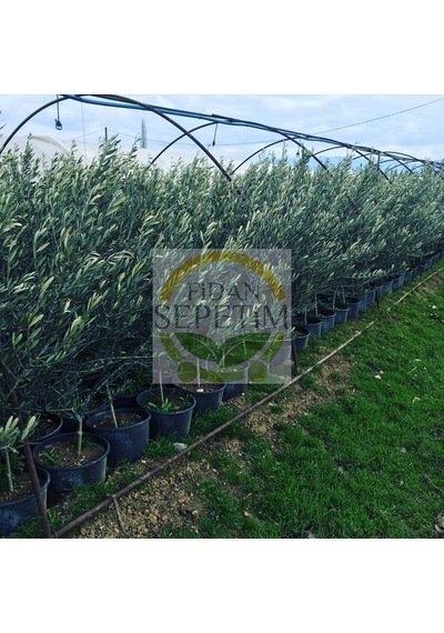 4 Yaş Gemlik Trilye Sofralık Zeytin Fidanı