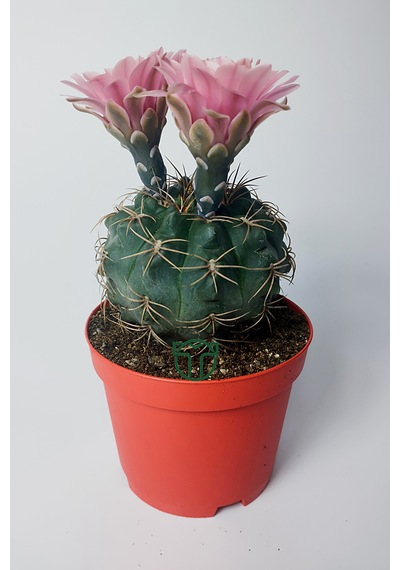 Gymnocalycium Baldianum - Çiçek Açan Nadir Kaktüs - Kolay Bakım -