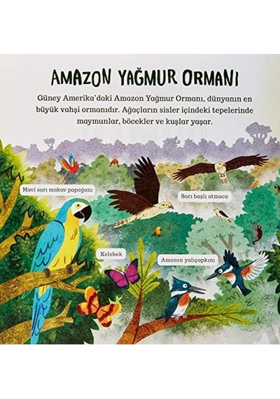 Çevremizdeki Dünya - Orman