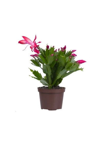 Schlumbergera 'pink' - Kaktüs - Pembe Yılbaşı Çiçeği