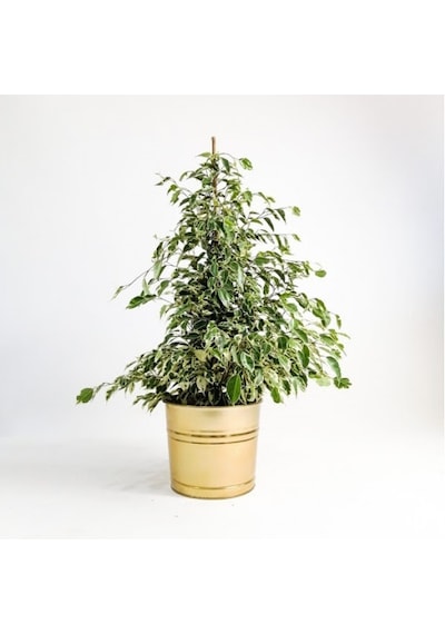 Serada Decor Plant Benjamin Starlight Bitkisi Alaca Yapraklı 70-80cm