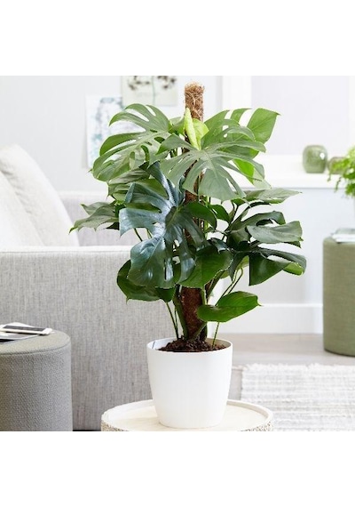 Deve Tabanı Monstera 2 Adet -  Ev Ofis Bitkisi 5125