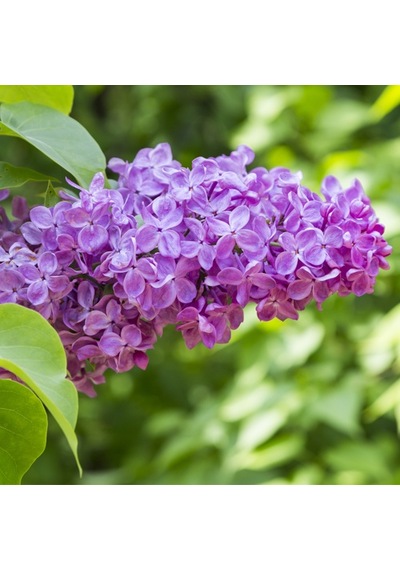 Leylak Fidanı 2 Adet Syringa Chinensis 50-100 Cm