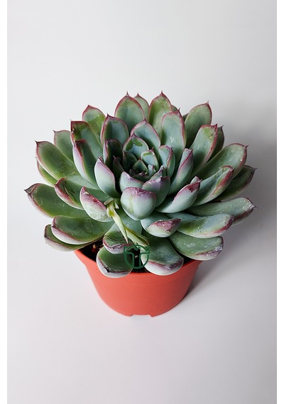 Echeveria Chihuahuaensis Koleksiyonluk Sukulent 8.5 Cm Saksıda