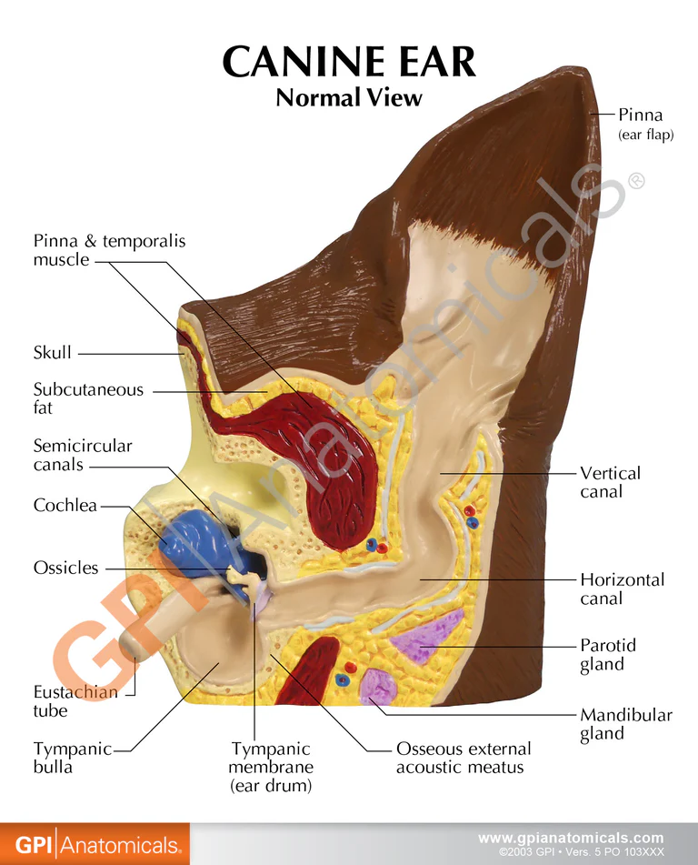 Köpek Kulağı -köpek Kulağı Modeli - Hayvan Anatomisi Modeli - Köpek Kulak Maketi 01