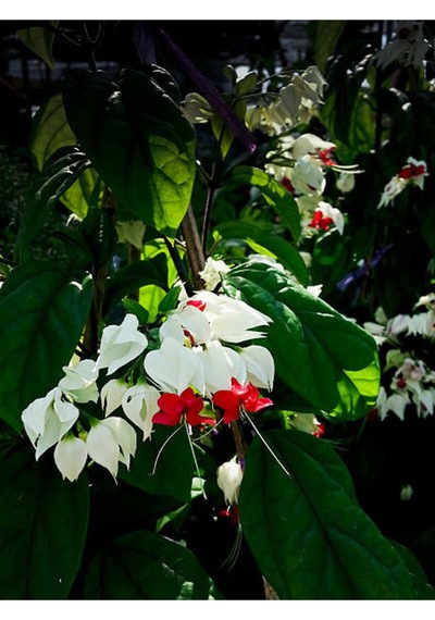 Büyüleyici Beyaz Kızılay Çiçeği Fidanı 30 40 Cm 1 Adet Saksılı Clerodendrum