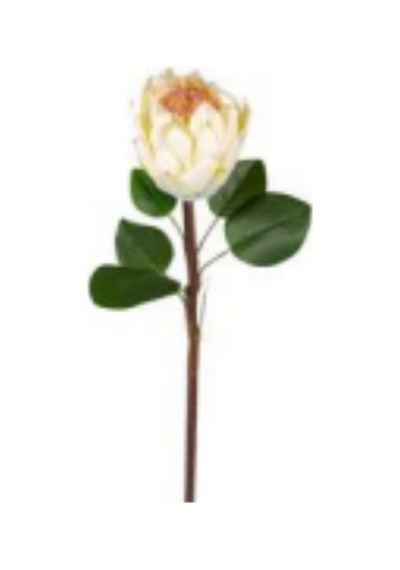 Yapay Çiçek Protea Bitkisi Krem 67 Cm. Çok Renkli