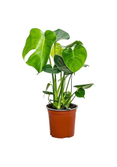 Deve Tabanı 30-50 Cm Monstera Deliciosa Küçük Boy