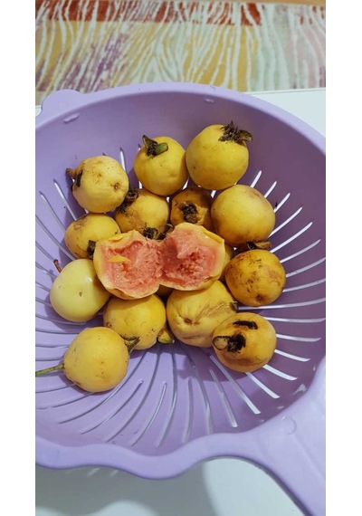 Guava Tohumu 10 Adet N11444