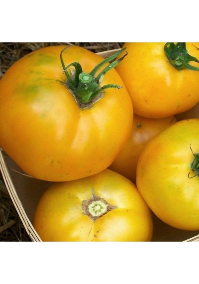 İllusia Domates Tohumu 15 Adet 1 Paket