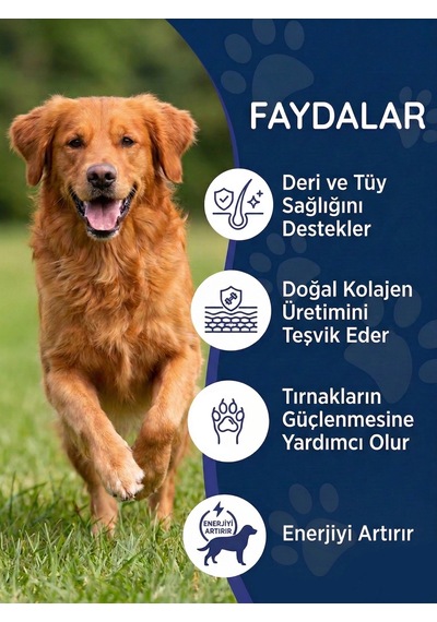 Köpek Biotin Damla 50 Ml Sıvı Deri Ve Tüy Sağlığı Desteği