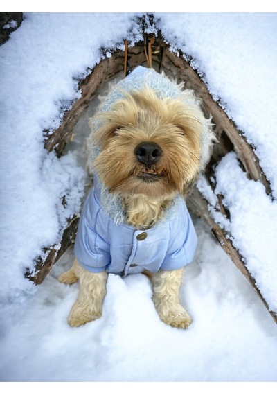 Baby Blue Comfy Köpek Montu, Köpek Ceketi, Köpek Dış Giyim