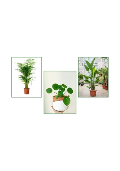 Starliçe & Areka & Pilea