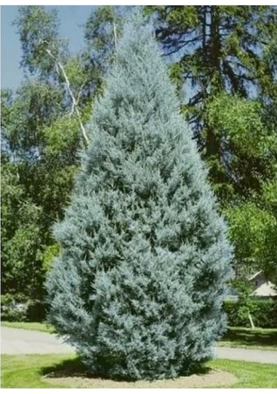 Tüplü Mavi Servi Fidanı Cupressus Arizonica - Herdem Yeşil Canlı Çam Ağacı Fidanı 80-100 Cm