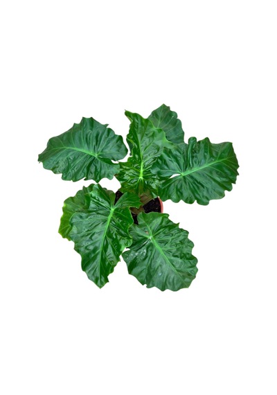 Alocasia low Rider 3384