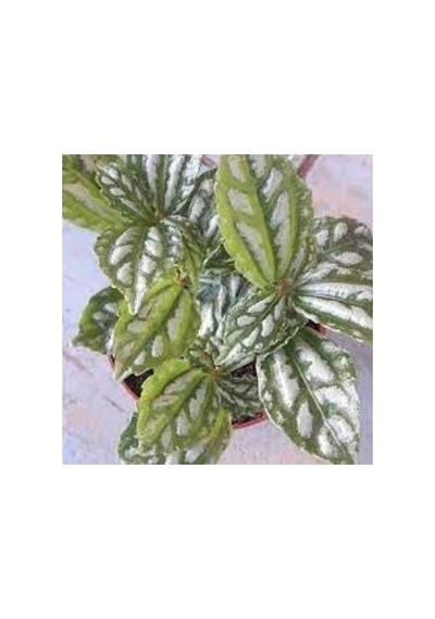 Karyağdı Alüminyum Çiçeği Topçu Çiçeği Fidanı Pilea Cadierei 3 Adet