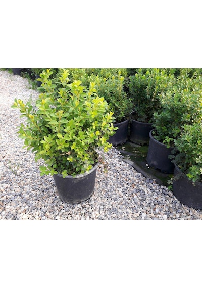 Şimşir Rotundifolia 3 Adet Paket - 4 Mevsim Yeşil Çit Bitkisi