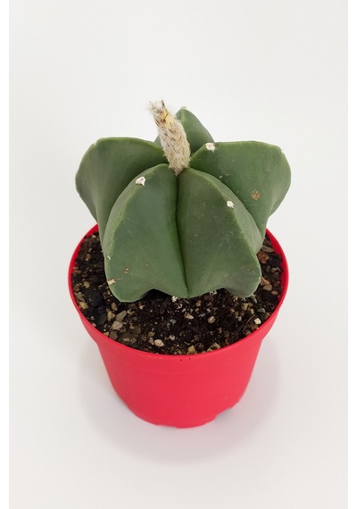 Astrophytum Myriostigma Quadricostatum Nadide Tür Nadir Özel