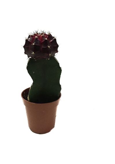 Gymnocalycium Mihanovichii 'Burgundy' (Kaktüs) Ø5,5 CM Y0-10 CM